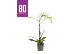 Phalaenopsis wit BO - Funda White - 50cm - 1 tak, 9+ bloem