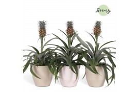 Ananas mi amigo Palma keramiek