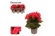 Begonia elatior du. serena paars decorum,1 pp 