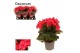 Begonia elatior du. serena paars decorum,1 pp 