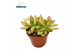Sedum Neusbaumiama 