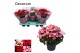 Begonia elatior en. betulia mix decorum,2 pp 