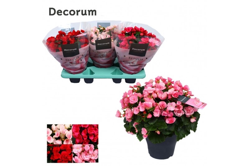 Begonia elatior en. betulia mix decorum,2 pp Begonia elatior en. betulia mix decorum,2 pp