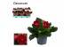Sinningia sonata red decorum 