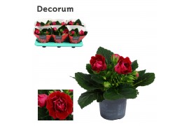 Sinningia sonata red decorum