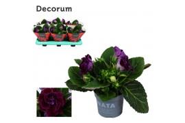 Sinningia sonata lila decorum