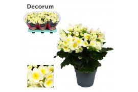 Begonia eliator hl. valentino white decorum