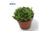 Succulenten Anacampseros Rubra