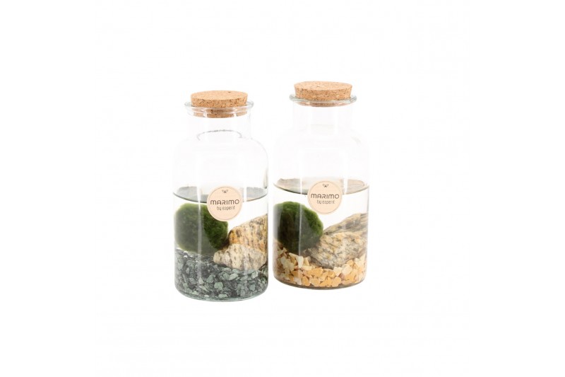 Arrangementen waterplanten 90530: Marimo moss ball Arrangementen waterplanten 90530: Marimo moss ball