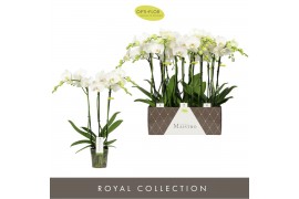 Phalaenopsis wit Maistro Mozart - 3 tak, 20+ bloem - 50cm