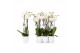 Phalaenopsis white world 3 tak - 18+ bloemen wit keramiek 
