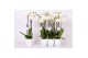 Phalaenopsis white world 3 tak - 18+ bloemen wit keramiek 