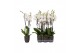 Phalaenopsis white world 3 tak - 18+ bloemen antraciet keramiek 