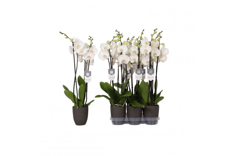 Phalaenopsis white world 3 tak - 18+ bloemen antraciet keramiek 