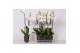 Phalaenopsis white world 3 tak - 18+ bloemen antraciet keramiek 