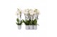 Phalaenopsis white world 3 tak - 18+ bloemen grijs keramiek 