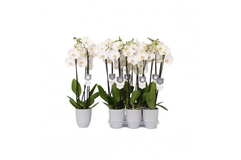 Phalaenopsis white world 3 tak - 18+ bloemen grijs keramiek 