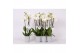 Phalaenopsis white world 3 tak - 18+ bloemen grijs keramiek 