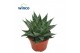 Aloe norra 