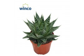 Aloe norra