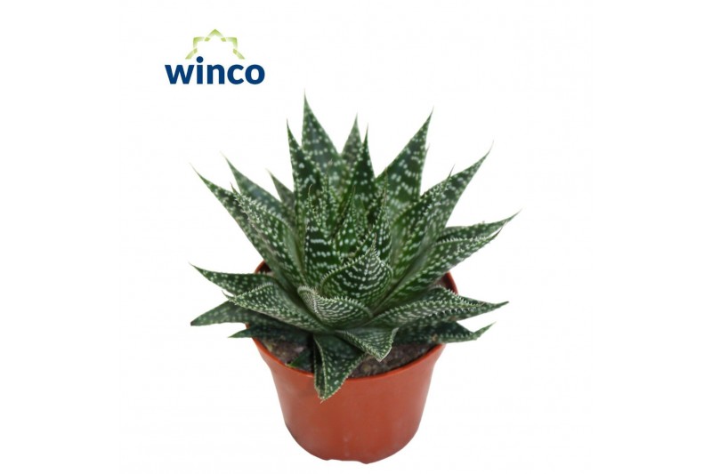 Aloe norra 