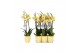 Phalaenopsis floriclone limelight 3 tak - 22+ bloemen geel keramiek 