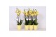 Phalaenopsis floriclone limelight 3 tak - 22+ bloemen geel keramiek 