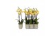 Phalaenopsis floriclone limelight 3 tak - 22+ bloemen groen keramiek 