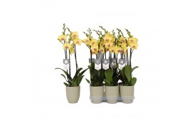 Phalaenopsis floriclone limelight 3 tak - 22+ bloemen groen keramiek