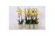 Phalaenopsis floriclone limelight 3 tak - 22+ bloemen groen keramiek 