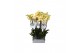 Phalaenopsis lime light 3 tak - 22+ bloemen 