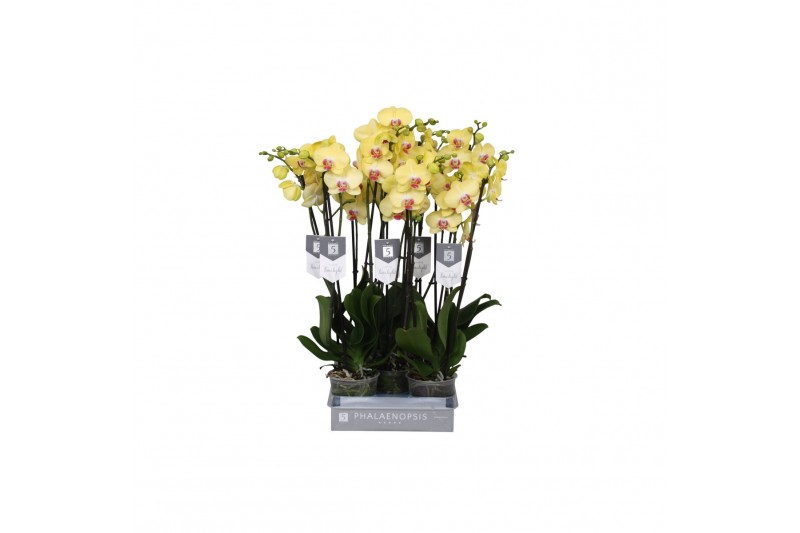 Phalaenopsis lime light 3 tak - 22+ bloemen 