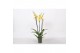 Phalaenopsis lime light 3 tak - 22+ bloemen 