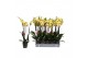 Phalaenopsis lime light 3 tak - 22+ bloemen 