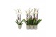 Phalaenopsis anthura madrid 3 tak - 22+ bloemen groen keramiek 