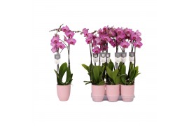 Phalaenopsis anthura prague 3 tak - 18+ bloemen roze keramiek