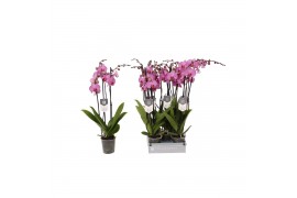 Phalaenopsis anthura prague 3 tak - 22+ bloemen