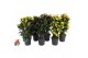 Codiaeum variegatum mix 