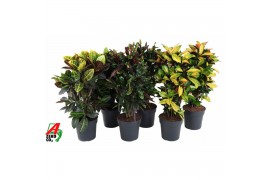 Codiaeum variegatum mix