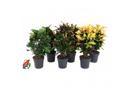 Codiaeum variegatum mix