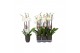 Phalaenopsis anthura madrid 3 tak - 22+ bloemen antraciet keramiek 