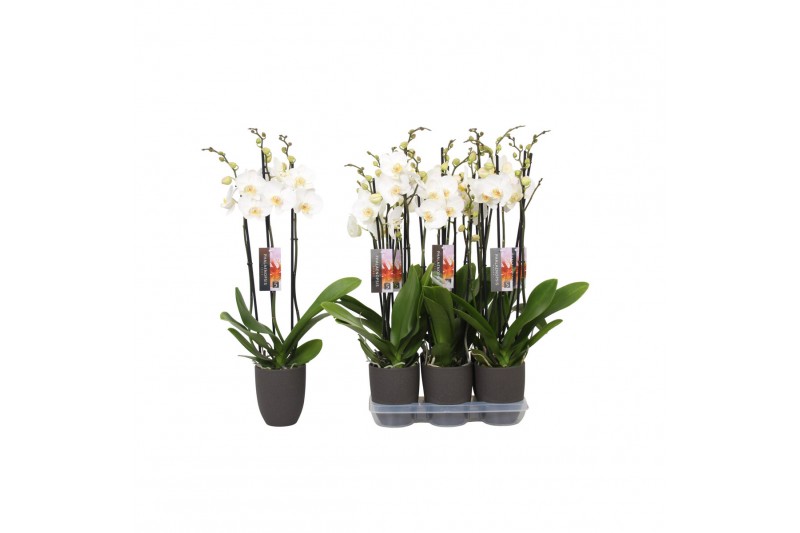Phalaenopsis anthura madrid 3 tak - 22+ bloemen antraciet keramiek Phalaenopsis anthura madrid 3 tak - 22+ bloemen antraciet keramiek