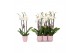 Phalaenopsis anthura madrid 3 tak - 22+ bloemen roze keramiek 