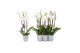 Phalaenopsis anthura madrid 3 tak - 22+ bloemen grijs keramiek 