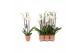 Phalaenopsis anthura madrid 3 tak - 22+ bloemen oranje keramiek 