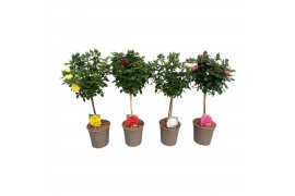Rosa mix kar stamroos