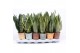 Sansevieria trifasciata in rough & tough cup 