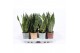 Sansevieria trifasciata in rough & tough cup 