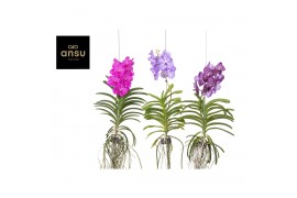 Vanda hybriden mix XL 03