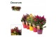 Celosia argentea mix decorum + etiket (5x2) 